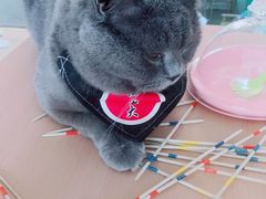 -猫在这儿猫咪咖啡馆·撸猫馆
