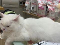 -飞行喵MR PILOT|猫舍·猫咖(静安大融城店)