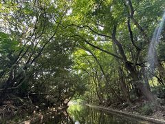-上海滨江森林公园