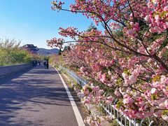 -樱花山风景区