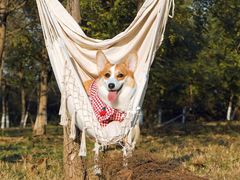 -超宠爱宠物摄影-Super pet