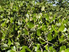 -北海金海湾红树林生态旅游区