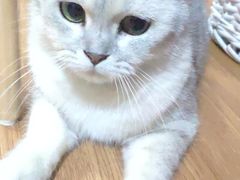 -李小姐の猫咖啡馆(五角场店)