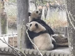 -中国大熊猫保护研究中心雅安碧峰峡基地