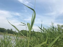 -同里国家湿地公园
