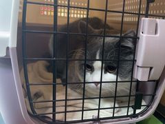 -中农大我爱我爱动物医院·核磁CT·猫病·24小时夜诊中心(石佛营店)