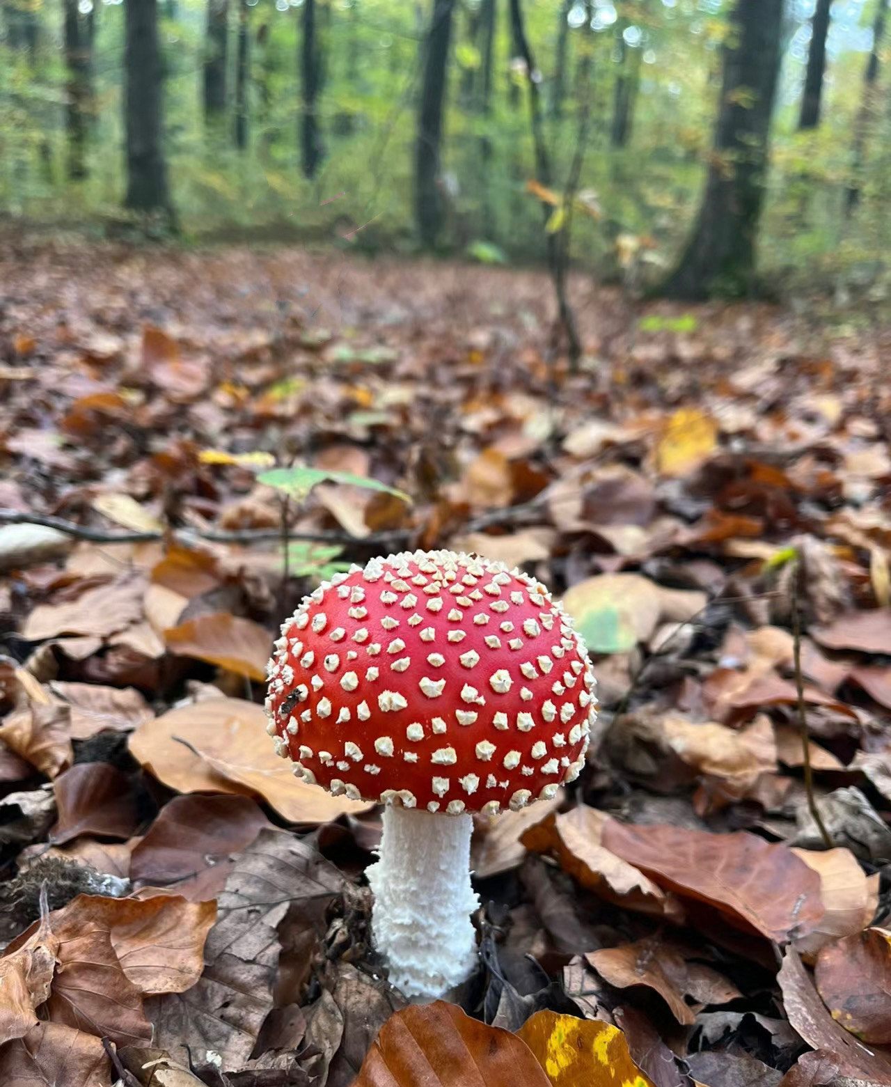 毒蘑菇歌红伞伞白杆杆图片