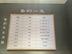 -太湖雪蚕桑文化园