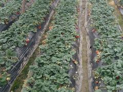 -胜丰草莓采摘园