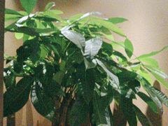 -和悦SPA·采耳(聚丰园路店)