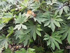 -合肥滨湖国家森林公园