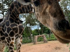 -清迈夜间动物园