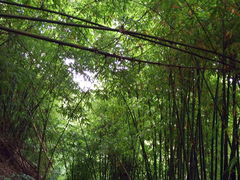 -沐川竹海旅游景区