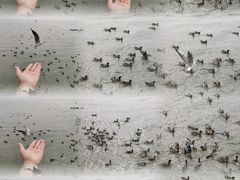 -深圳湾公园(南山区)