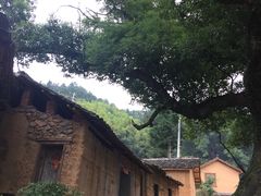 -杨家堂村