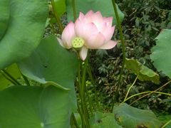 -镇江市南山风景名胜区竹林景区