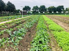 -上膳源有机农场