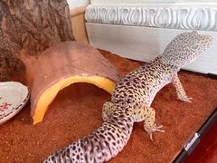 -酷以爬仙阁实体爬宠店·守宫·蜥蜴·专业繁育