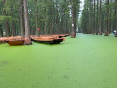 -渌洋湖湿地公园
