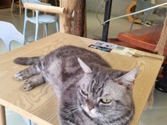 -豆逗聊愈猫阁Easy Life
