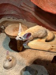 -Zoolung Zoolung动物主题公园(海信广场店)