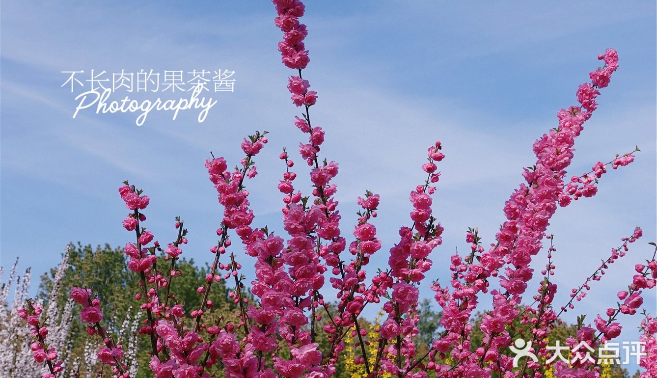 果茶春游 | 天坛的四月：花都开好了🌸
