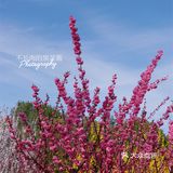 果茶春游 | 天坛的四月：花都开好了🌸