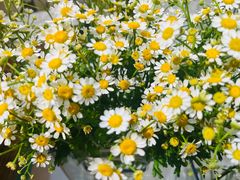 -花屿鲜花(淡水店)