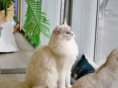 -藏猫猫咖啡主题馆(中央大道店)