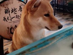 -柴源莊·柴小宠柴犬咖啡