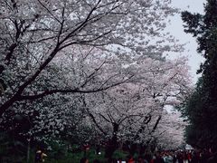 -武汉大学-樱园
