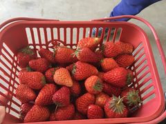 -胜丰草莓采摘园