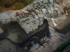 -上海大自然野生昆虫馆(东方明珠·爬宠昆虫探索中心)