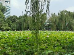 -莲湖公园