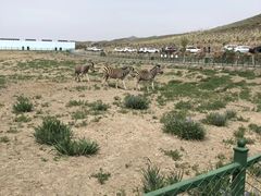 -新疆天山野生动物园