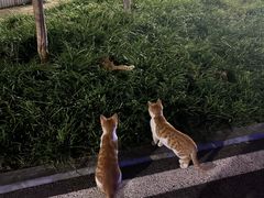 -熊吞·大碗丼烧肉饭(济宁万达广场店)