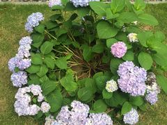 -长藤鬼校(龙翔店)