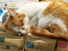 猫空的喵-猫的天空之城概念书店(西塘古镇店)