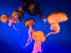 -太平洋海底世界