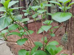 -铁山坪森林公园