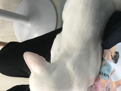 -喵的天空名猫咖啡馆·撸猫·猫舍·用品