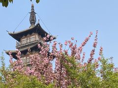-嘉定紫藤园