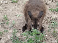 -新疆天山野生动物园