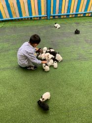 -萌宠亲子动物乐园(槐房万达店)