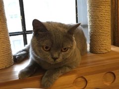 -more than meow吴止猫主题餐厅(承德 中船汇店)