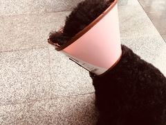 -蜜蜂小象·榴莲千层蛋糕(时代汇11栋店)