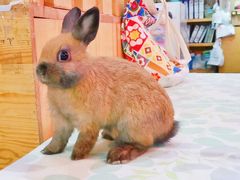-宠物兔专门店(天丰利市场店)