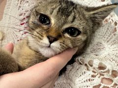 -楼上猫咖(罗湖店)
