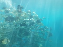 -瑞德姆美人鱼海底演艺主题餐厅(亚龙湾店)