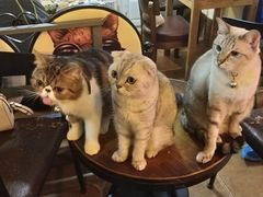 -李小姐の猫咖啡馆(五角场店)